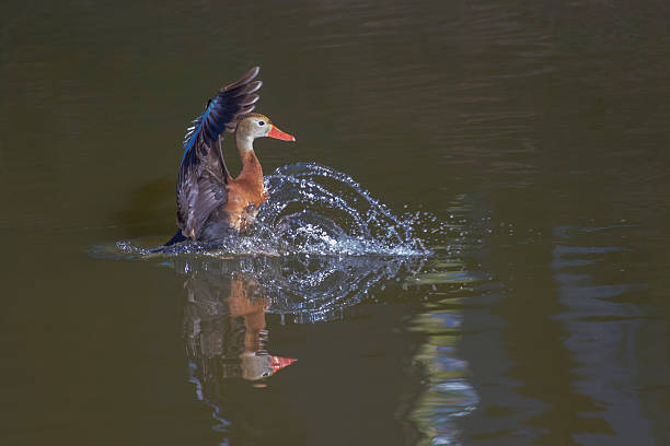 Near dusk, a Black Bellied Whistling Duck landed in a pond with a splash.