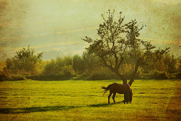 istock abstract retro landscape wth horse 472251630