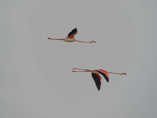 istock Birds of the Ebro Delta 472252032