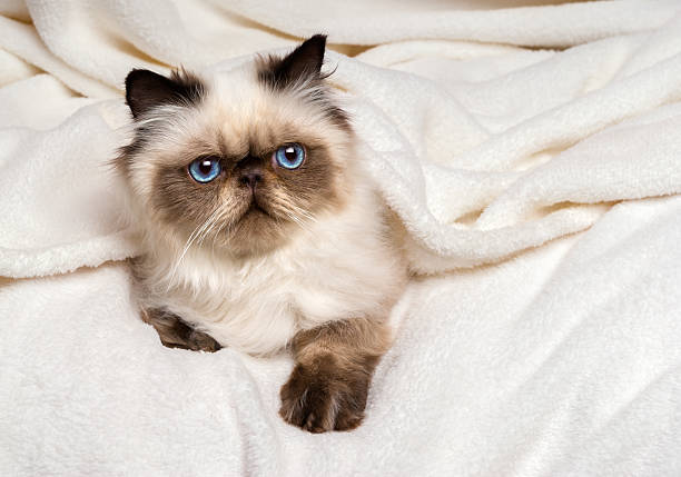 istock Cute young persian seal colourpoint kitten lying on soft bed 472254526