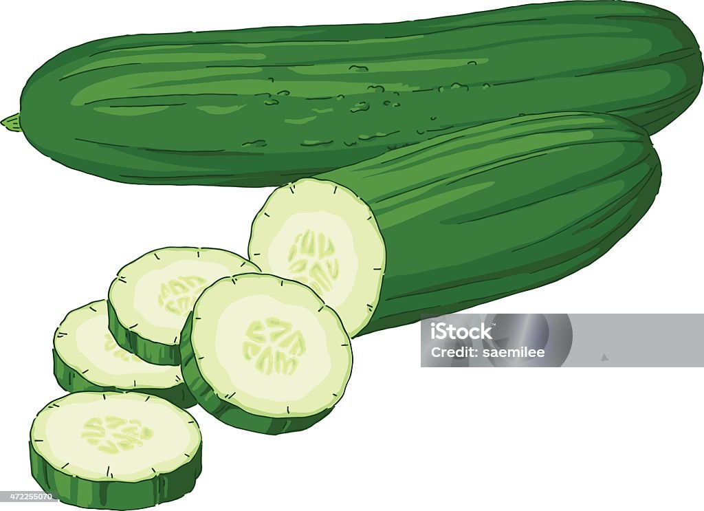 One whole cucumber and one cucumber partially sliced Vector illustration of fresh cucumber.  Cucumber stock vector