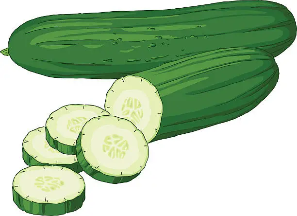 Vector illustration of One whole cucumber and one cucumber partially sliced