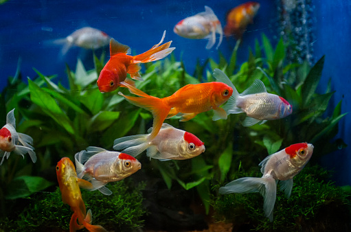 Red cap oranda goldfish in an aquarium