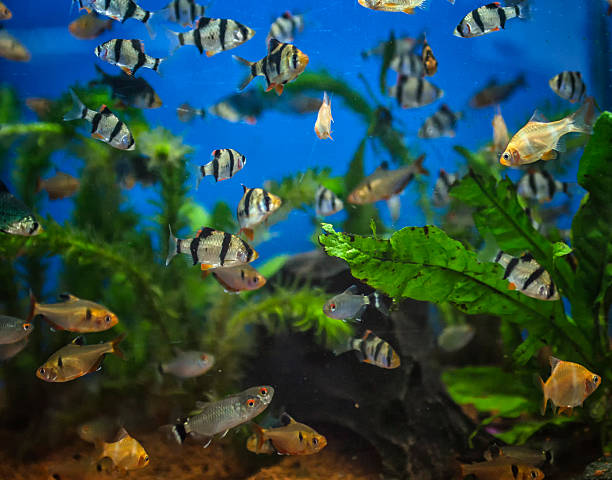 istock Aquarium fishes. 472258248
