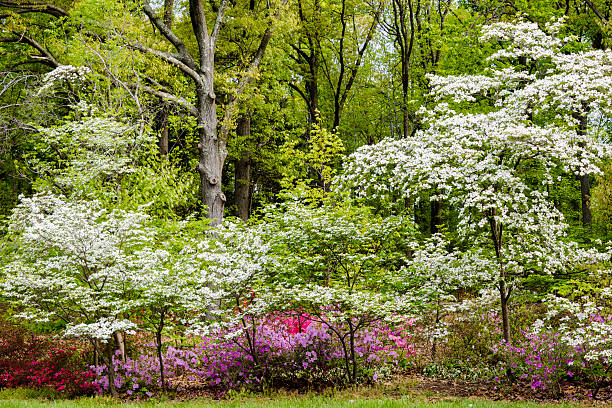 Springtime dogwood trees and azaleas are flowering at the  edge of the woods.