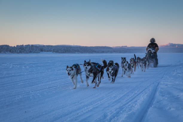 Sledding Sled dog lapland winter in Inari Nellim frozen lake