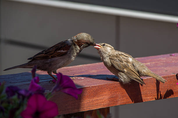 istock Sparrow feeding her chick. Summer in the city. 472262454