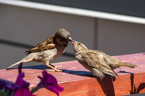 istock Sparrow feeding her chick. Summer in the city. 472262456