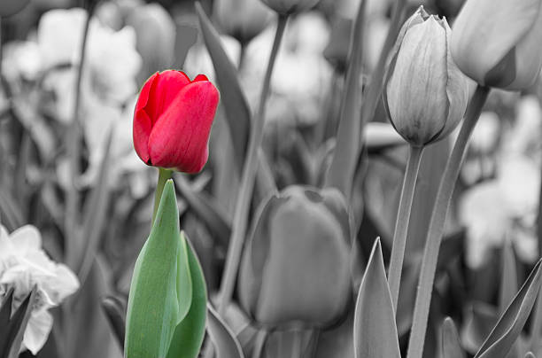 istock Single red tulip with black and white background 472265912