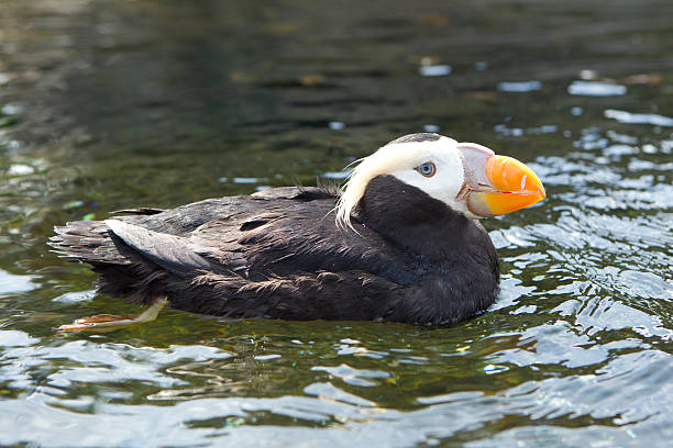 istock Side profile of puffin. 472266696