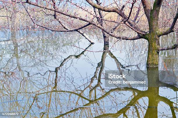 Reflection Stock Photo - Download Image Now - Awe, Swamp, 2015