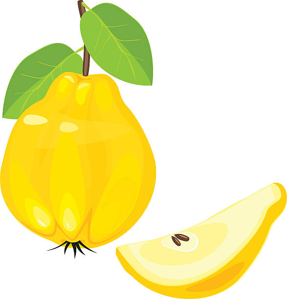 illustrations, cliparts, dessins animés et icônes de jaune fruit de coing - quince