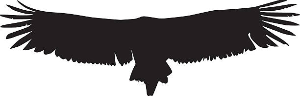 flying vulture - wing detail vector art illustration