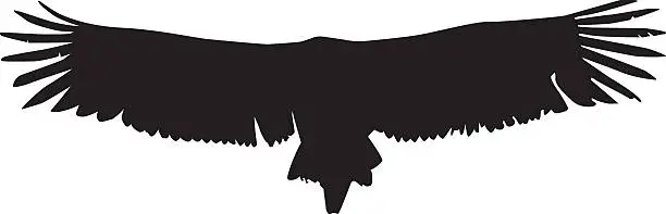 Vector illustration of flying vulture - wing detail