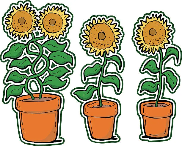 Vector illustration of Sunflower Trio