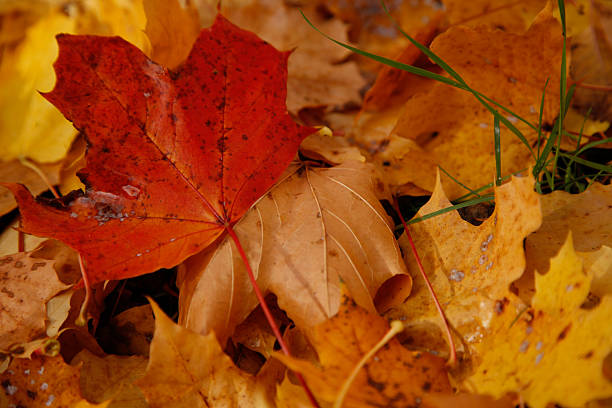 istock Autumn and the yellow / orange leaves 472269800