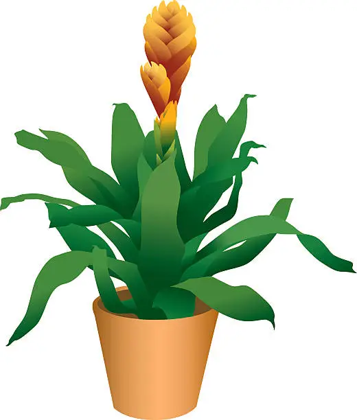 Vector illustration of Bromeliad 2 Tropical