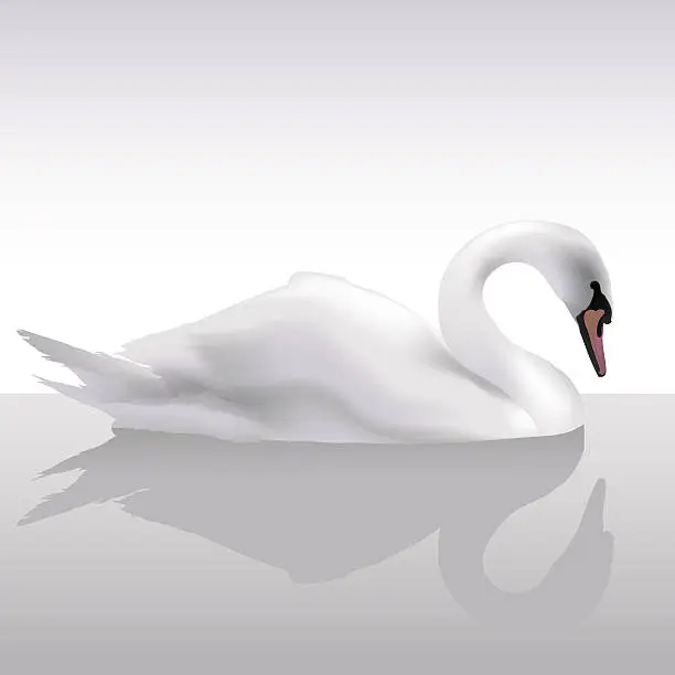 Vector illustration of Fantastic swan (vector)