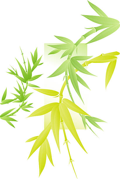 illustrations, cliparts, dessins animés et icônes de bambou (vecteur - bamboo hanoi leaf vector