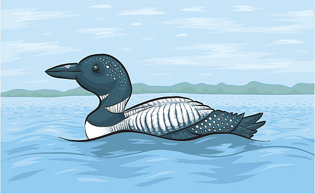Loon A loon on a lake. Colour & strokes on separate layers. loon bird stock illustrations