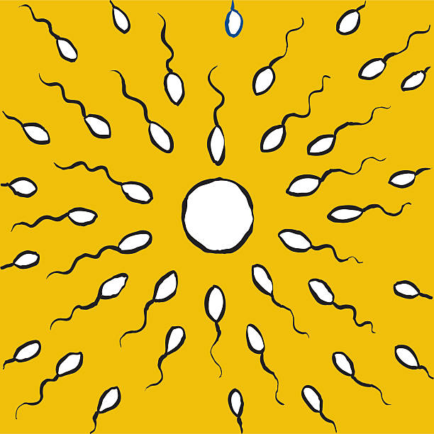 conception Sperm race towards an egg. tadpole swimming stock illustrations