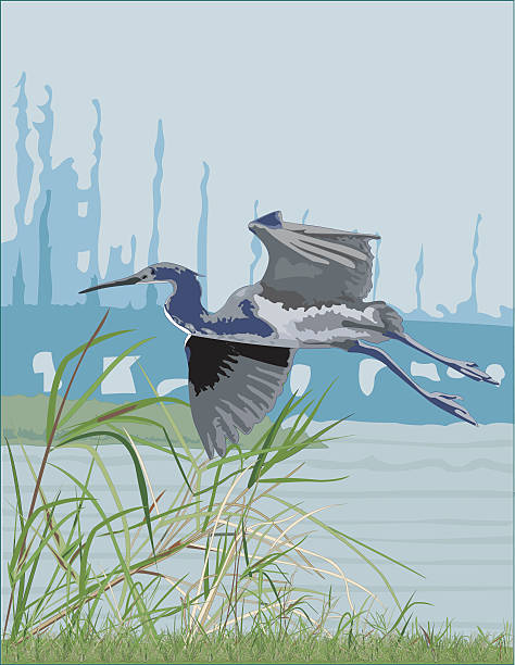 Tri-Colored Heron in the Delta Tri-Colored Heron in the Delta.  Bamboo and grass in foreground.  Sillouette of bridge in the background. AI vs. 10 included. tricolored heron stock illustrations