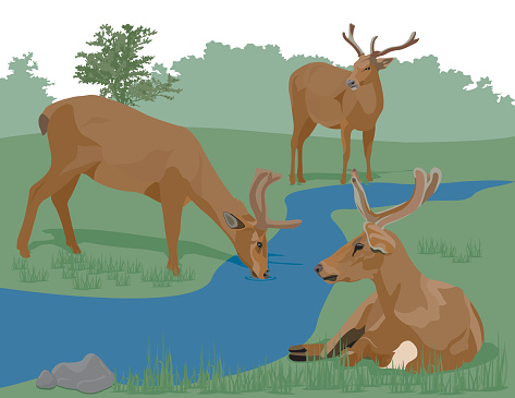 Deer lying down, drinking, and standing.  AI vs 10 included in zip with unexpanded strokes.