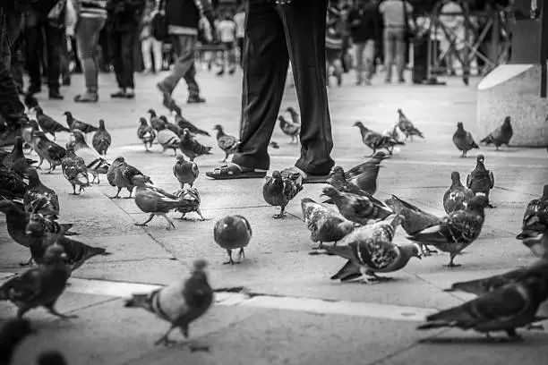 Group of pigeons in St-Mark's square, Venice, Italy.  photo taken at ground level and we see the legs of tourists.