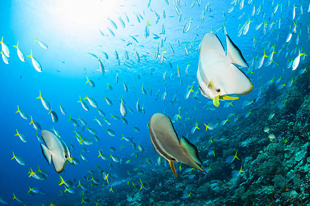 большой fusilier группы и batfishes, рыба paradise raja ampat, индонезия - yellowback fusilier стоковые фото и изображения