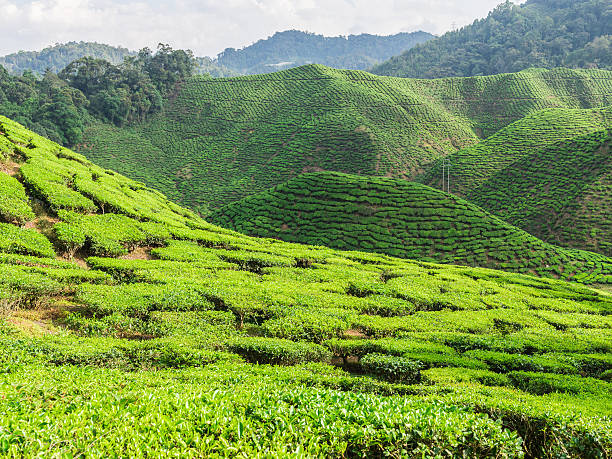 istock Tea plantation Cameron highlands, Malaysia 472273818