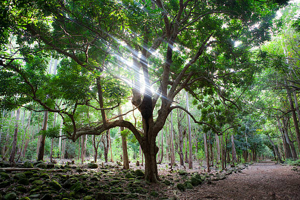 grand arbre dans la forêt sur l'île maurice - forest sunbeam tree light photos et images de collection