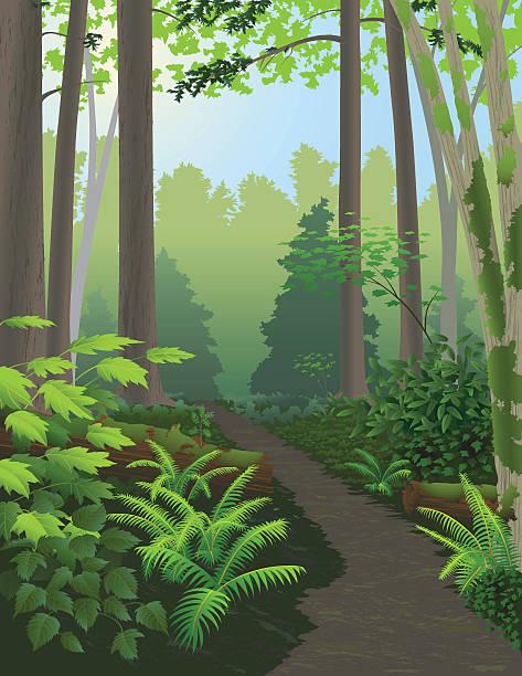 forest - moss stock illustrations