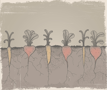 Vector file of the hand drawn veggies growing in the garden. Grunge effect can be removed.
