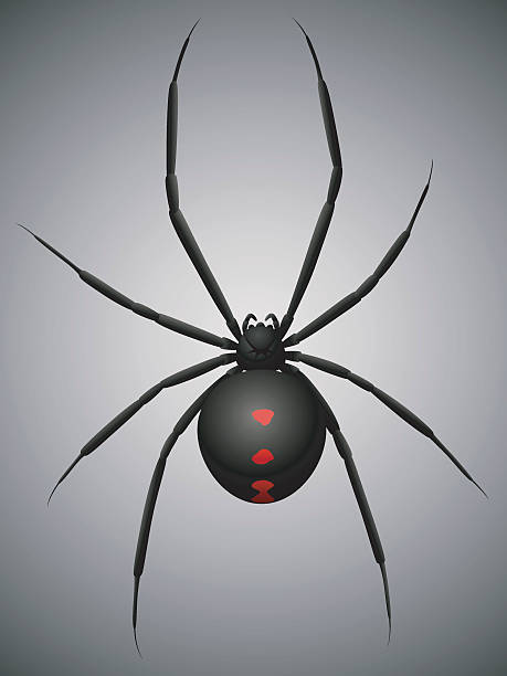 Black Widow Stock Illustration - Download Image Now - Animal, Arachnid,  Black Color - iStock