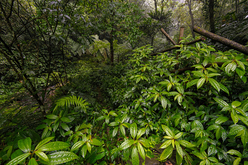 jungle in hsinchu, taiwan