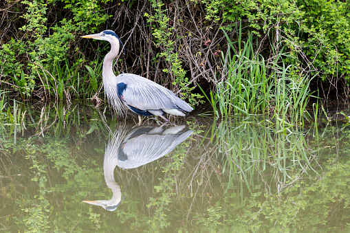 Closeup of a large Great Blue Heron hunting in a small creek area.  The bird is in breeding plumage.  Focus is on the birds head and beak.