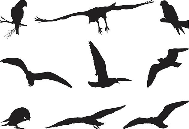 ilustraciones, imágenes clip art, dibujos animados e iconos de stock de surtido de siluetas de aves - beak biology bird multi colored
