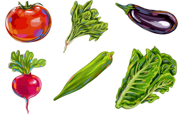 Fresh Vegetables Fresh Vegetables, all elements are in separate layers and grouped.created as very artistic painterly style. Please visit my portfolio for more options. http://i1136.photobucket.com/albums/n483/Nagendra_art/veg.jpg?t=1291448607 radish art drawing stock illustrations