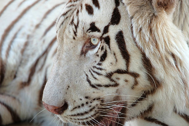 istock Closeup shot of white bengal tiger 472278384
