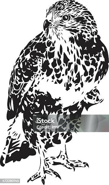 Vetores de Hawk Ilustração Em B W e mais imagens de Falcão - Falcão, Animais caçando, Animal