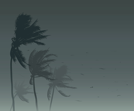 Palm trees in strong wind