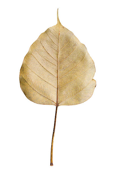 istock dried sacred fig leaf isolated on white 472280898
