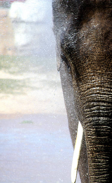 istock Elephant Spraying Water into the Air 472280904