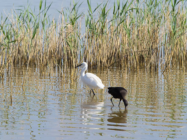 The Ebro Delta is the delta region of the Ebro River, in the Province of Tarragona, Catalonia, in northeastern Spain