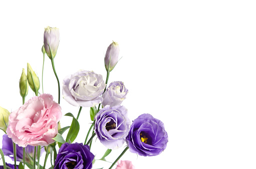 beautiful eustoma flowers with leaves and buds on white background located at the bottom left