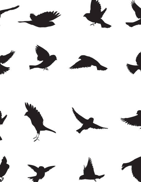 Sparrows Silhouette Sparrows Silhouette collection perching stock illustrations