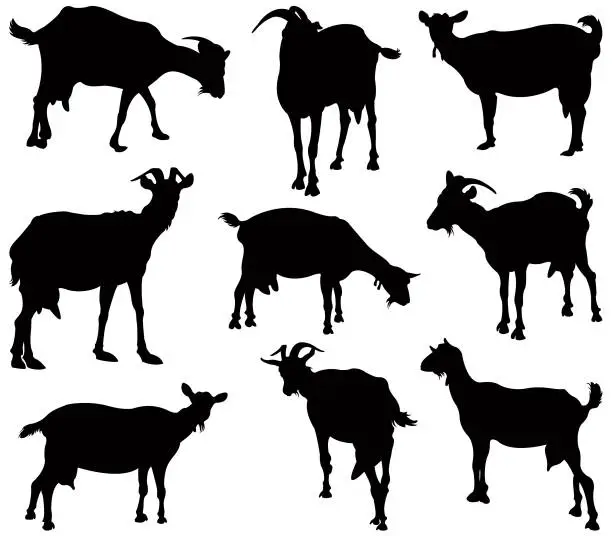 Vector illustration of goats