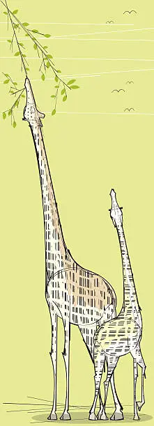Vector illustration of Two Giraffes