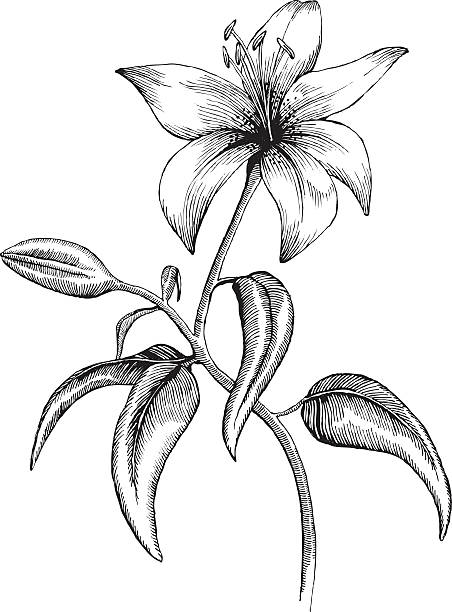 illustrazioni stock, clip art, cartoni animati e icone di tendenza di lilly - lily white flower single flower