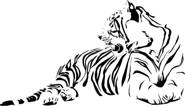 White Tiger Vector File of White Tiger animals tattoos stock illustrations